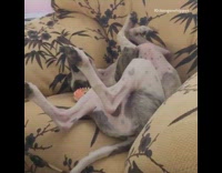 Dog whines plays with spike ring toy  