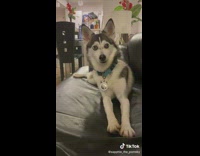 Excited dog on leather couch told to calm down