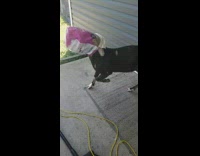 Black and white goat tries to steal treats fail 