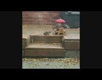Collab DailyDoseOfInternet - Squirrel and rat fights and chase each other in the backyard