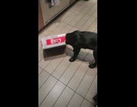 Black dogs head stuck in box fail 