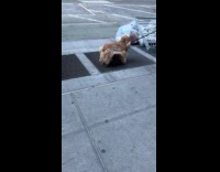 Dog standing on air vent on street 