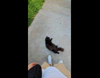 Collab Clips MPUGC - Man finger shoots cat and plays dead 