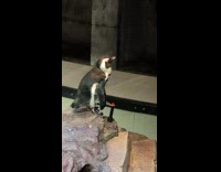 Penguin likes to be sprayed by sprinkler