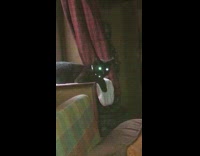 Black cat reflective collar lays down flash 