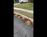 Woman shows giant snail larger than her hand