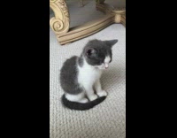 Sleepy Cat Stays Up while Seated on Place