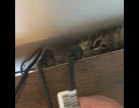 Brown cat under table grabs black cord 