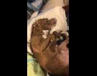 Brown pitbull dog lays white pillow 