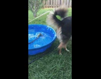 Large dog play with water hose pool