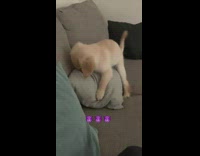 Angel puppy acts crazy around house