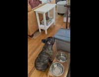 Hungry dog waits by food container 