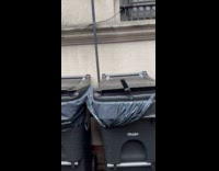 Rat try to get out of trash bin