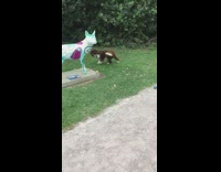 Dog barks at dog scuplture 