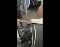 Collab Subway Creatures - man plays electric guitar on subway train