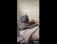 Girl makes licking noise interrupts grey cat 