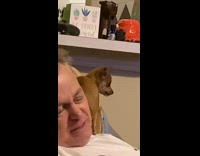 Collab BitchMP - Little brown chihuahua laying on mans shoulder