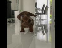 Brown dachshund puppy dog runs black chair