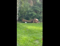 Shirtless guy crawls after kitten in backyard 