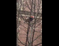 Brown chicken bird sits on tree branch 