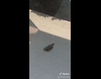 Collab BitchMP - Pigeon front door dead