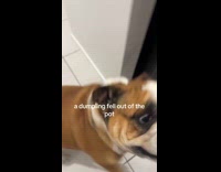 Submitter pokes brown dog butt using chopsticks