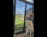 Alpacas enter cafe