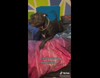 Dog on Bed Gatekeeps and Growls at Man