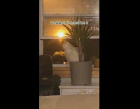 Collab BitchMp - White cat open window watching