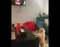 Golden retriever puppy stands paws black table 