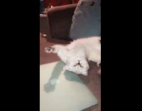 white cat laying down on sofa moving paws up in air 
