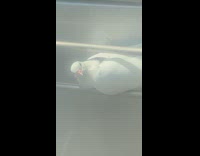 White bird dove sits on handrail handlebar in between moving train cars 