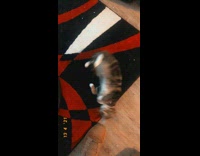 Cat shot with finger gun lie down