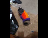 Dog struggling to remove clothes