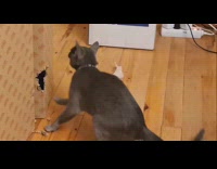 Cat acts like mouse eats cardboard box