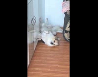 Dog lie down legs raised beside wall