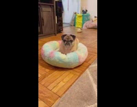 Girl wraps pug dog in wrapping paper 