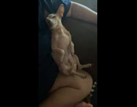 Collab BitchIG2 - Dog asleep lean on owner at couch