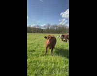 Cow runs towards woman gets scared