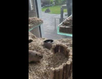 Black hamster hides brown bowl to eat