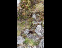 Shrew rat fight and take bumblebee on ground