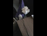 Person pull up stretchy purple shirt dog 