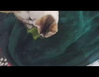 Cat kneads and suckles on green blanket 