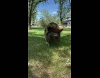Collab KaleSaladIG - Black and brown pig runs towards camera