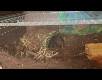 Pet tarantula carries dirt from its house inside glass cage