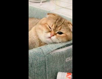 Sleepy Cat Lays Comfortable on its Bed