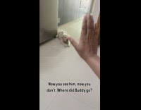 Hand closes then puppy runs away abracadabra