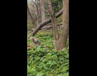 Submitter films white squirrel hiding on tree