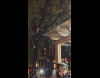 People eating pizza watch guy climb tree pt. 3