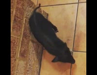 Small black pig piglet shakes butt 